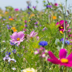 Trávne osivo medonostná lúka 0,5 kg