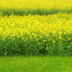 Horčica biela 0,5 kg