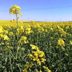 Repka olejná 0,5 kg