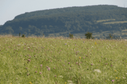 Špeciálna zmes lúčne trávy