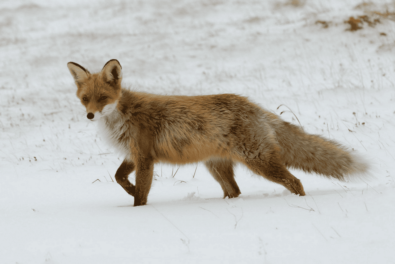 Ako úspešne loviť líšky?