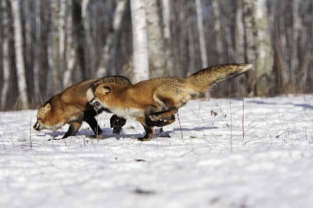 Ako sa správajú líšky počas ruje?
