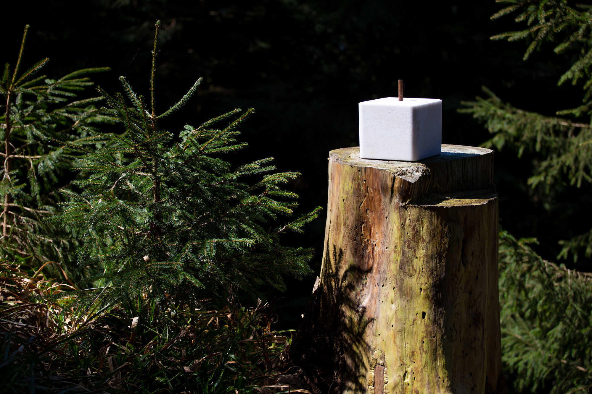 Prečo je soľ v jarnom období dôležitá pre divú zver?